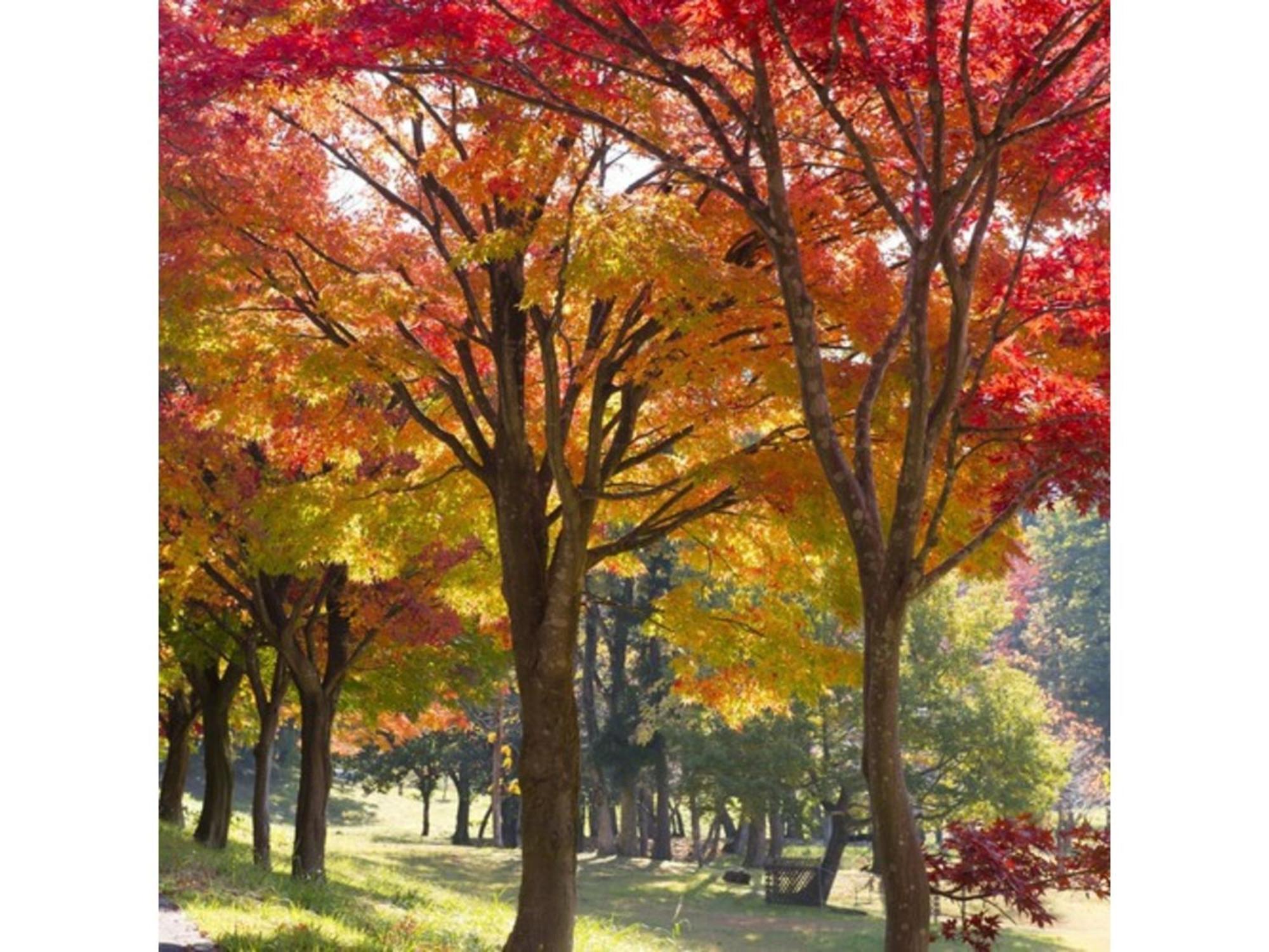 Shintainai Onsen Royal Tainai Park Hotel - Vacation Stay 90212V Buitenkant foto